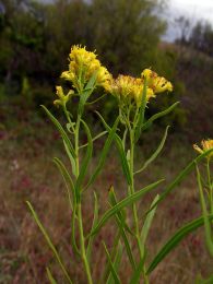 Euthamia gymnospermoides